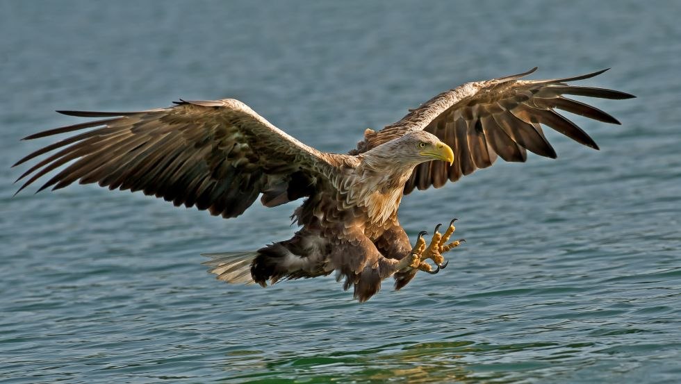 Ein Paradies für Wildtierfotografen und Filmemacher, © Helmut Mittelstädt