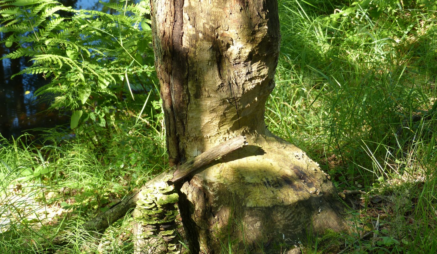 angenagter Baum am Radebach, © Naturpark Sternberger Seenland