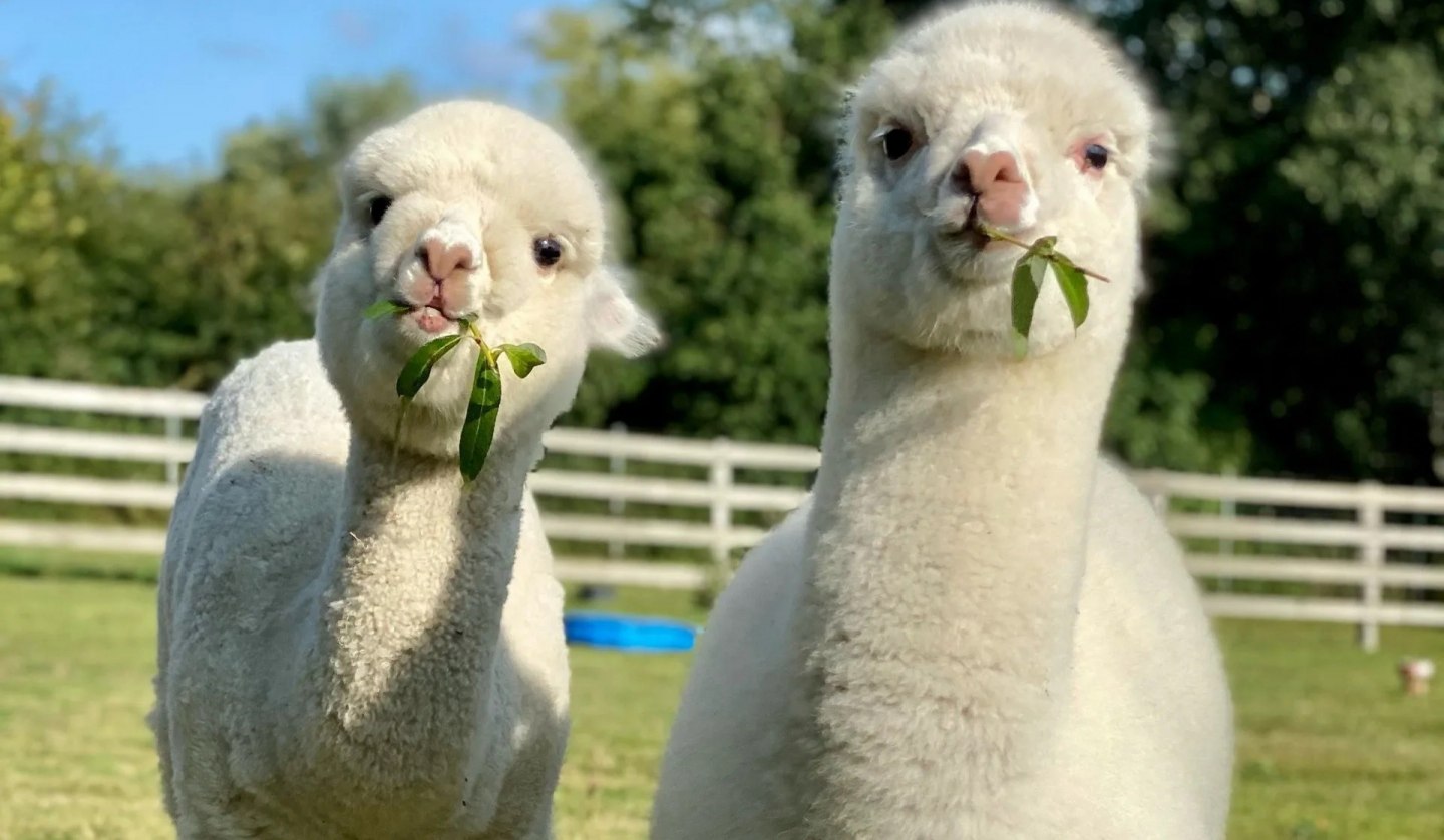 Trebeltal- Alpacas, © Anne Häusler