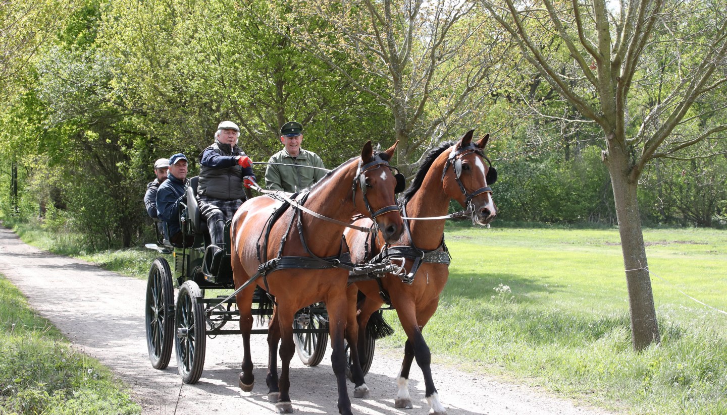 Kutsche fahren lernen auf dem Landgestüt Redefin, © TMV/Pantel