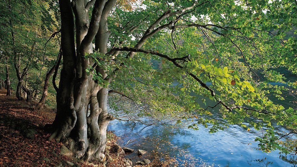 Am Ufer des Schmalen Luzins trifft Wald auf Wasser, © TMV/Grundner