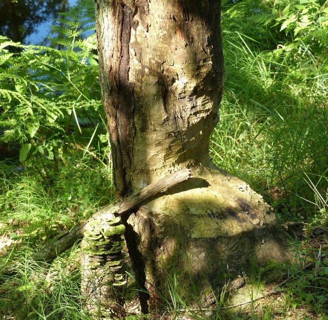 angenagter Baum am Radebach, © Naturpark Sternberger Seenland