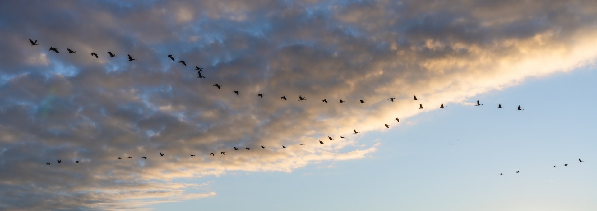 Eine Formation von Kranichen fliegt bei Sonnenaufgang über die Landschaft im Nationalpark Vorpommersche Boddenlandschaft.