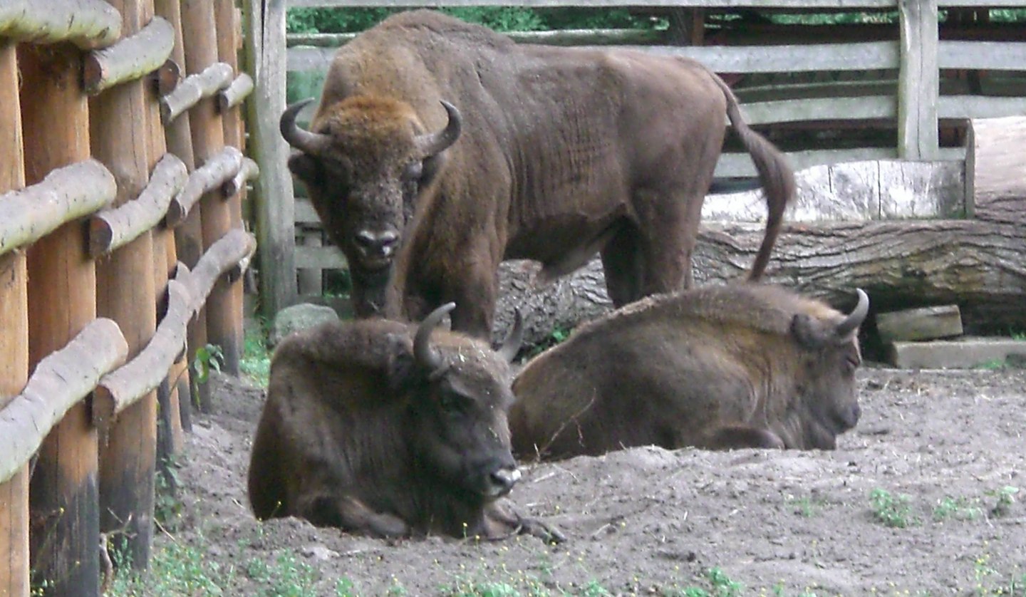 Wisent-Schaugehege, © Pomorze Zachodnie