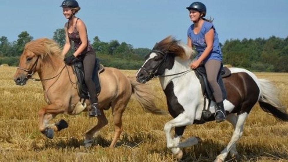 Im frischen Galopp über die Felder rund um das Islandgestüt von der Waydbrink, © Islandgestüt von der Wadybrink