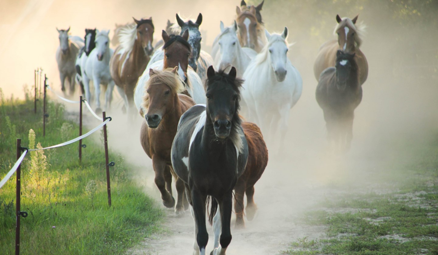 Ponyherde auf dem Pferdehof Zislow., © Pferdehof Zislow