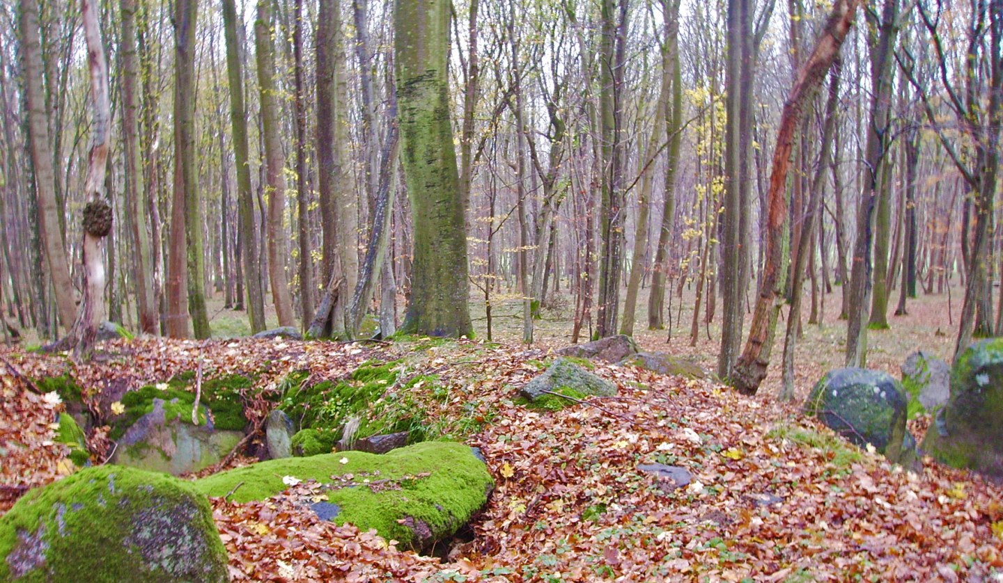 Ein Großdolmen von vor ca. 3000 v. Chr. im Klosterholz, © Archäo Tour Rügen