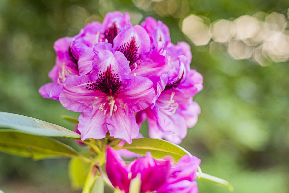 Rhododendronparkfest | Ein Fest für die Sinne: Blütenzauber, Kulturgenuss & Markttreiben., © André Pristaff / Tourismus- und Kur GmbH Graal-Müritz