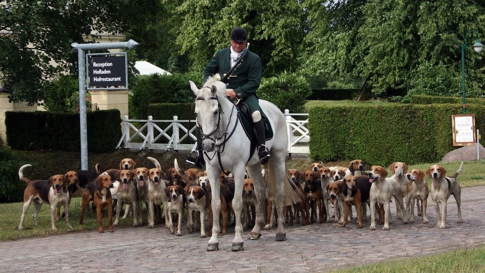 Mecklenburger Meute beim Hundetraining mittwochs und sonntags auf dem Feriengut Dalwitz, © Mecklenburger ParkLand