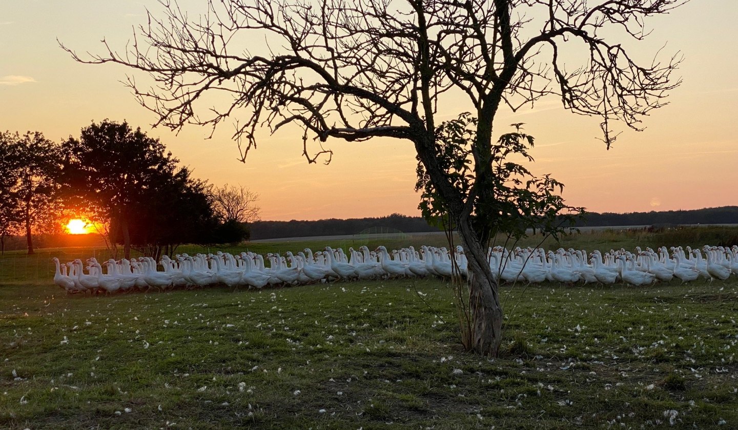 Unsere Gänse auf ihrer Wiese., © Hofladen Marihn