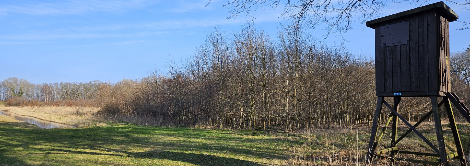 Seit 2011 wachsen die Bäume im Klimawald Koserow (Insel Usedom), © Landesforst MV