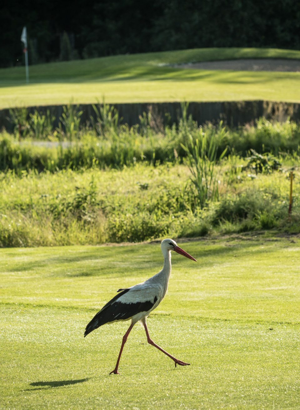 Störche fühlen sich heimisch auf dem Golfgrün, © Golfverband MV/von Stengel