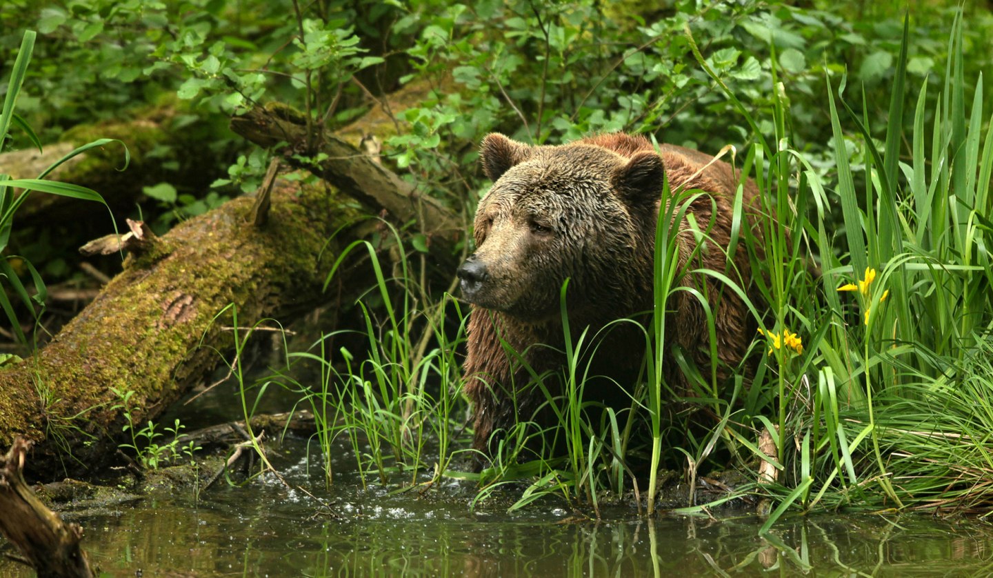 Auf den Spuren geretteter Braunbären im Bärenschutzzentrum, © Thomas Oppermann