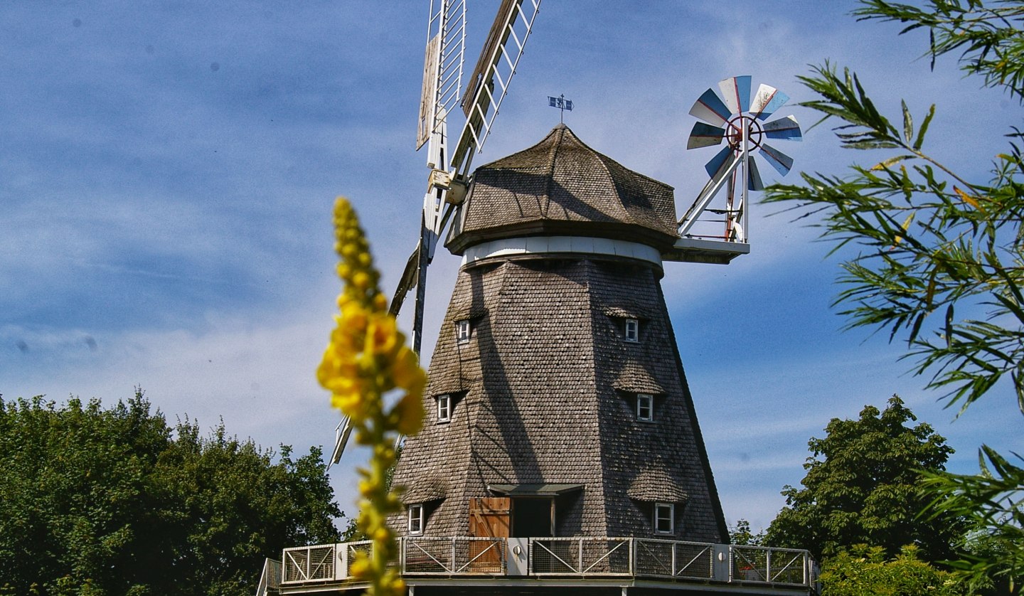 Mahnkesche Mühle im Zoo Stralsund, © Hansestadt Stralsund