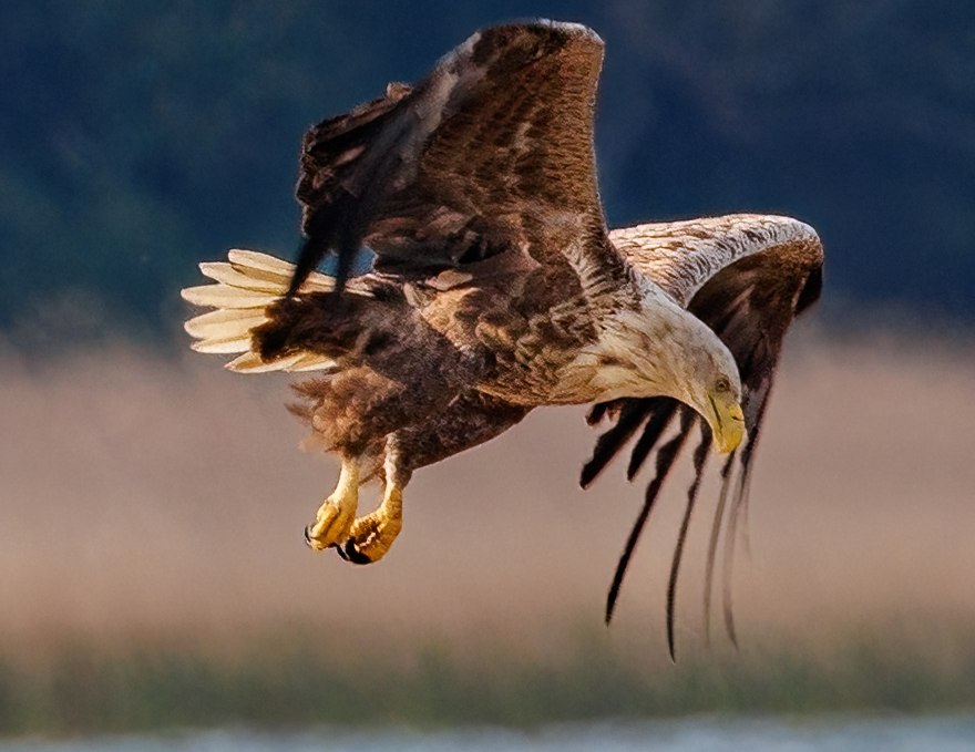 Seeadler im Landeanflug, © Kevin Hempel