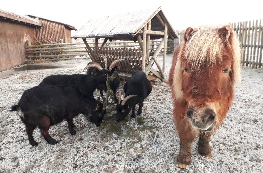 Pony Kasi zu Besuch bei den Ziegen, © Heimattierhof