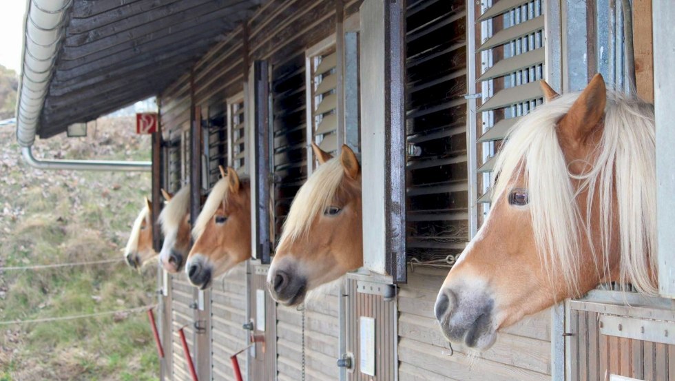 Auf den ersten Blick mögen die Haflinger gleich aussehen, aber jedes Pferd hat seine ganz eigene Persönlichkeit, © Reiterhof Sallenthin