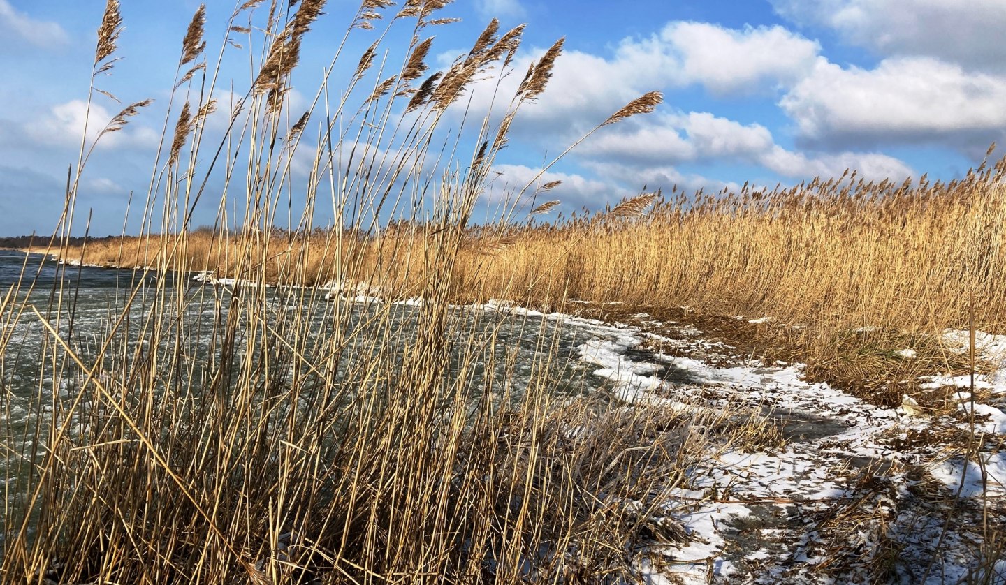 Boddenufer im Winter, © K. Bärwald