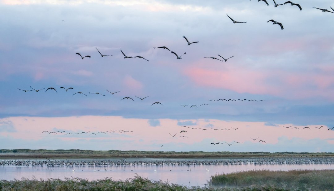 Kraniche fliegen im Morgenlicht über den Nationalpark Vorpommersche Boddenlandschaft, während weitere Vögel im flachen Wasser rasten.