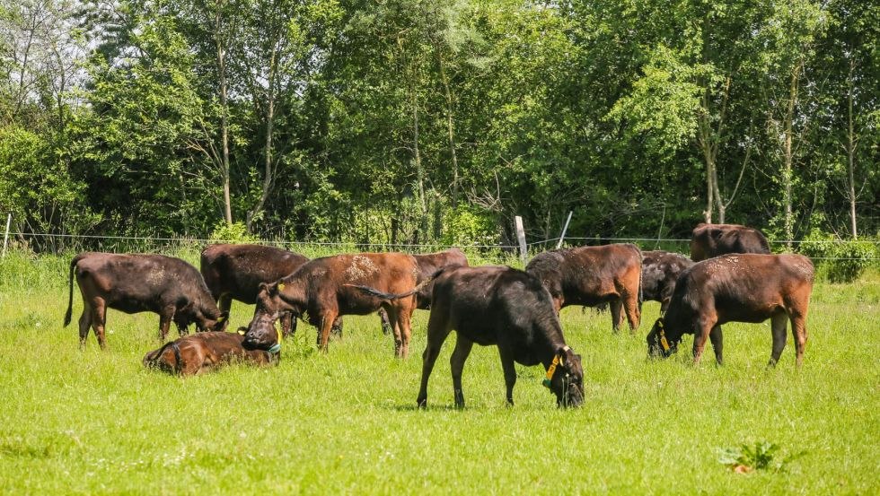 Wagyu Rinder, © André Hamann