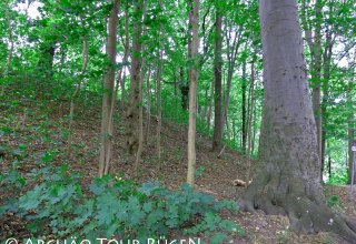 Der einstige Burgwall aus der Slawenzeit ist heute mit Bäumen bewachsen., © Archäo Tour Rügen