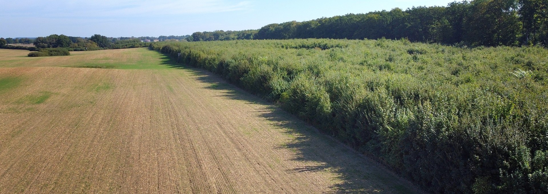 Klimawald Seefelder Holz, © Landesforst MV