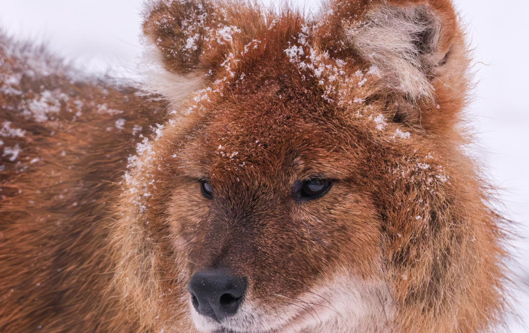 Wintersafari im Zoo Schwerin. Lernt den Zoo und seine Bewohner nach regulärer Schließzeit bei einer exklusiven Wintersafari kennen., © Zoo Schwerin