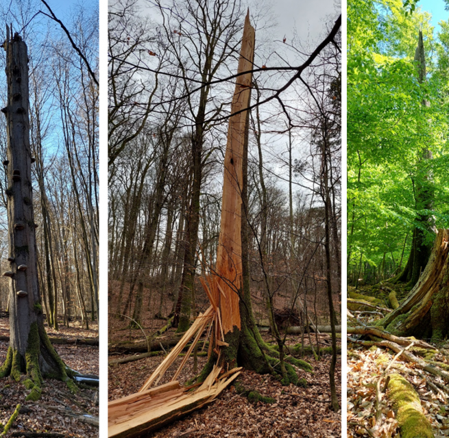 drei Waldeinblicke, © Matthias Schwabe, Müritz-Nationalpark