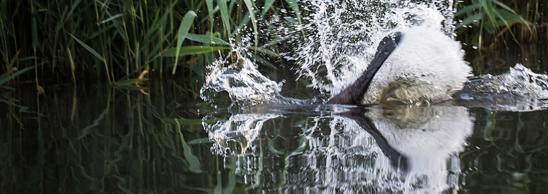 Biber beim Abtauchen, © Doreen Ahrens