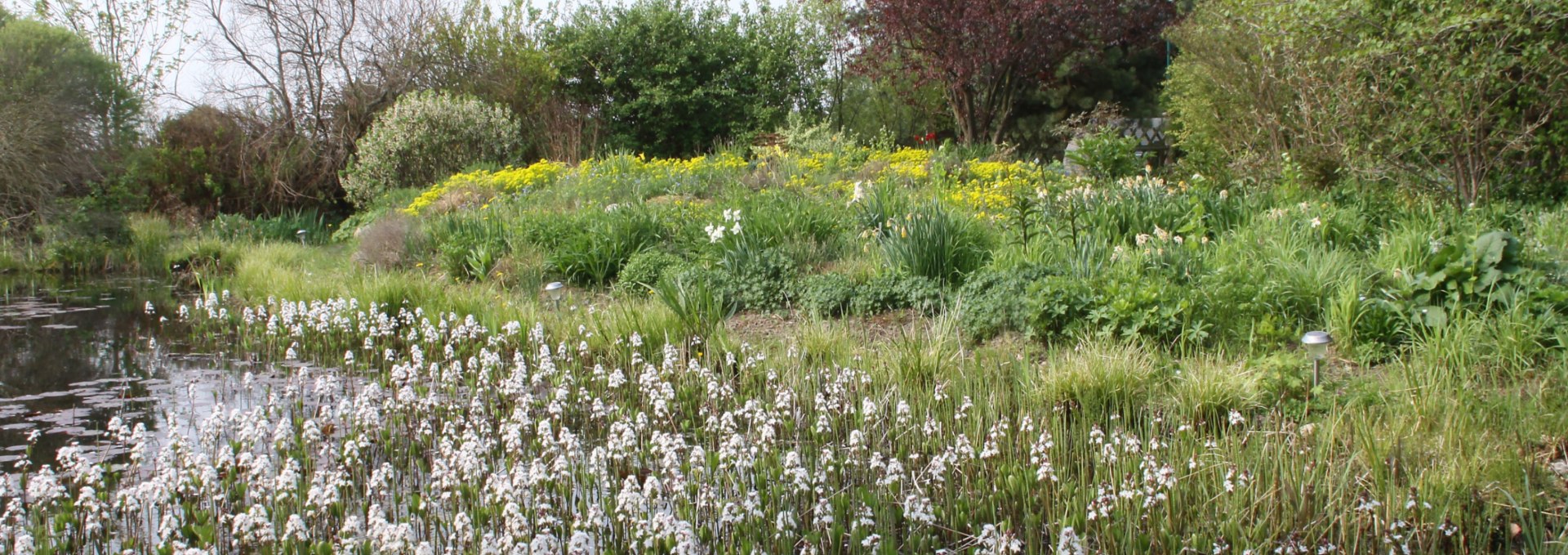 Fieberklee in voller Blüte, © Claus Gering