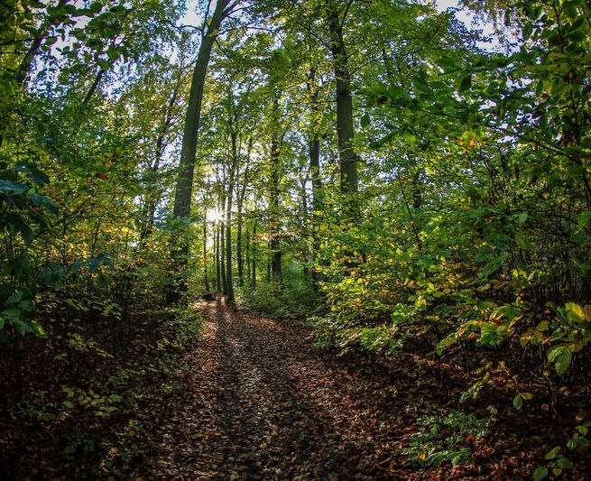 Kur- und Heilwald in Heringsdorf auf Usedom, © Andreas Dumke