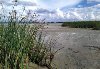 Schilfbewachsener Strandabschnitt an der Wohlenberger Wiek, © Sabine Stöckmann