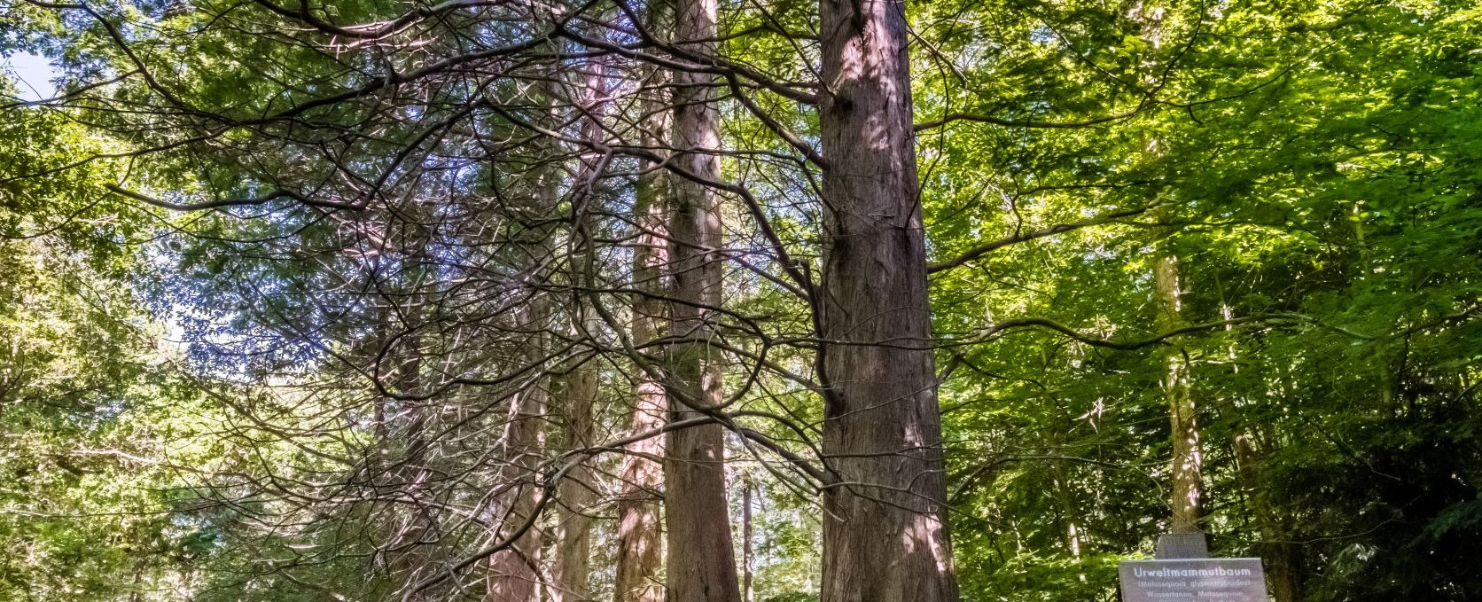 Mammutbäume im Osterwald Zingst, © TMV_Tiemann