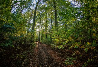 Kur- und Heilwald in Heringsdorf auf Usedom, © Andreas Dumke