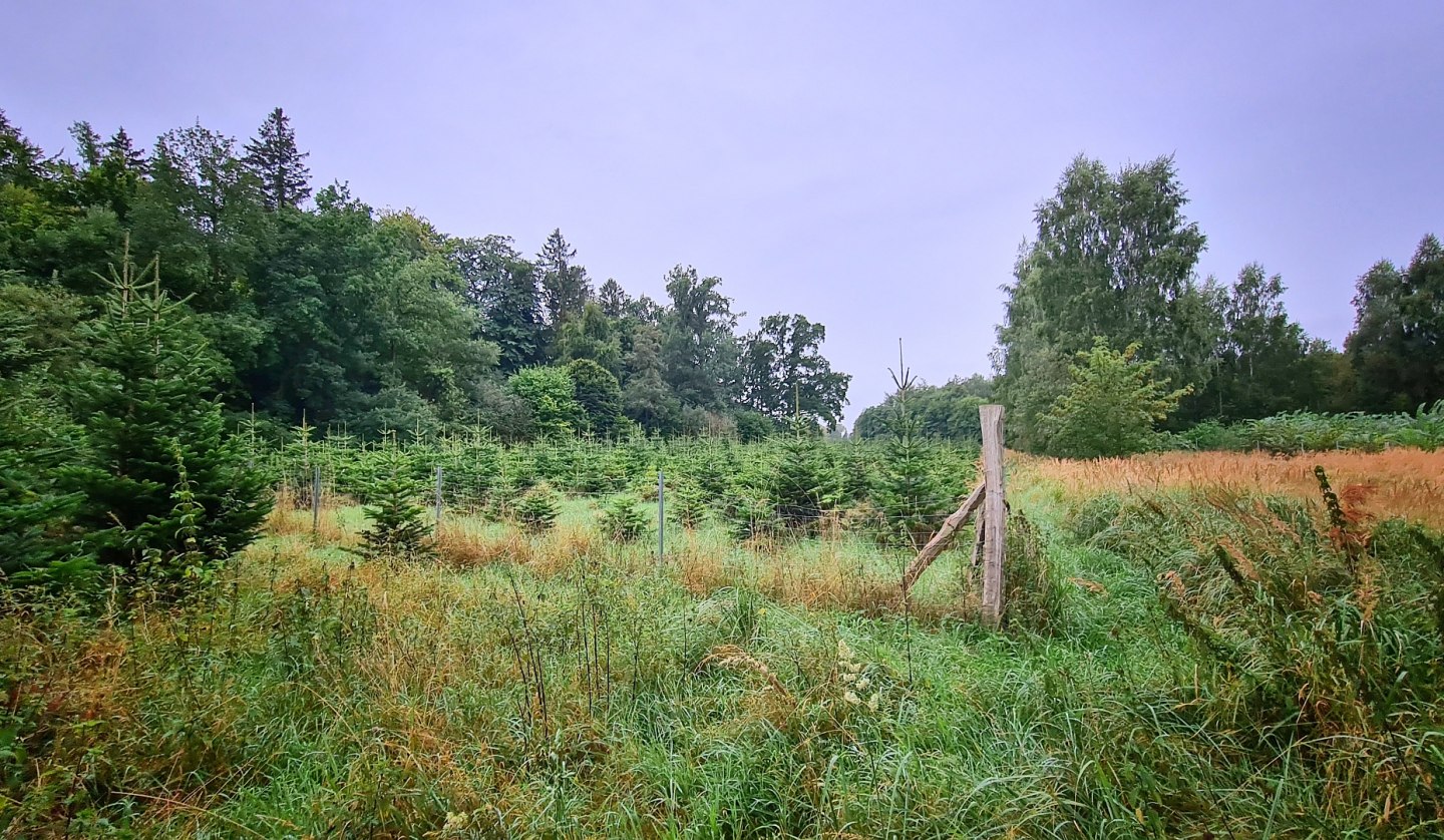 Klimawald Sehlen, © Landesforst MV