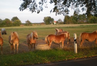 Die Haflinger des Haflingerhof-Tack erwarten Sie, © Haflingerhof Tack/ Volker Tack