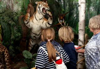 Tiger im Wildlife Usedom, © H. Böhm / trassenheide.de