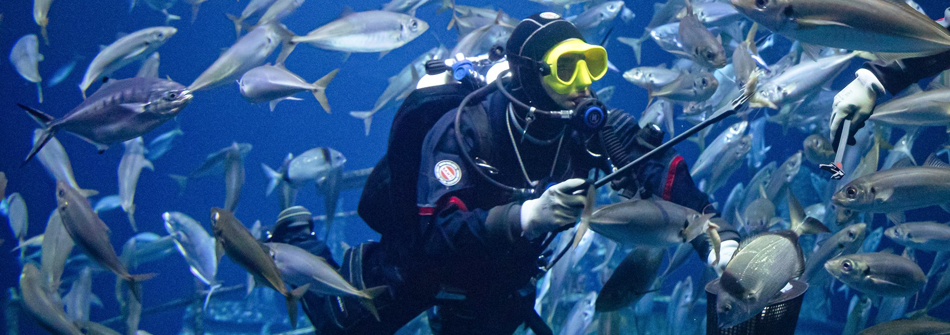 Ein Taucher im größten Aquarium des OZEANEUMs füttert die Fische. (Foto: Anke Neumeister/Deutsches Meeresmuseum)