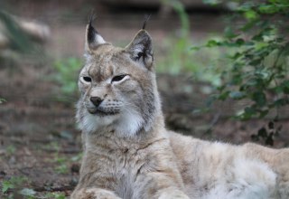 © Zoo Rostock/Brandt