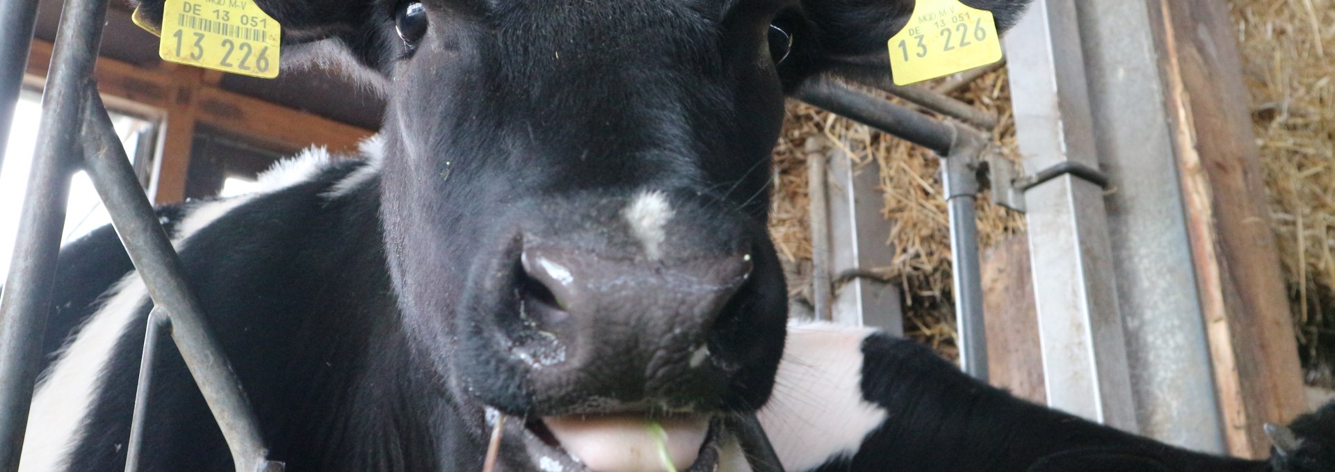 Eine glückliche Kuh für leckere Milch, © TMV/Witzel