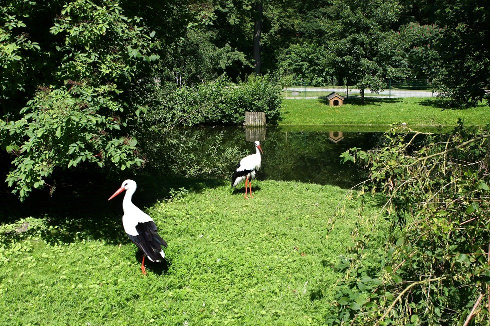 Störche im Grimmener Tierpark, © Sabrina Wittkopf-Schade