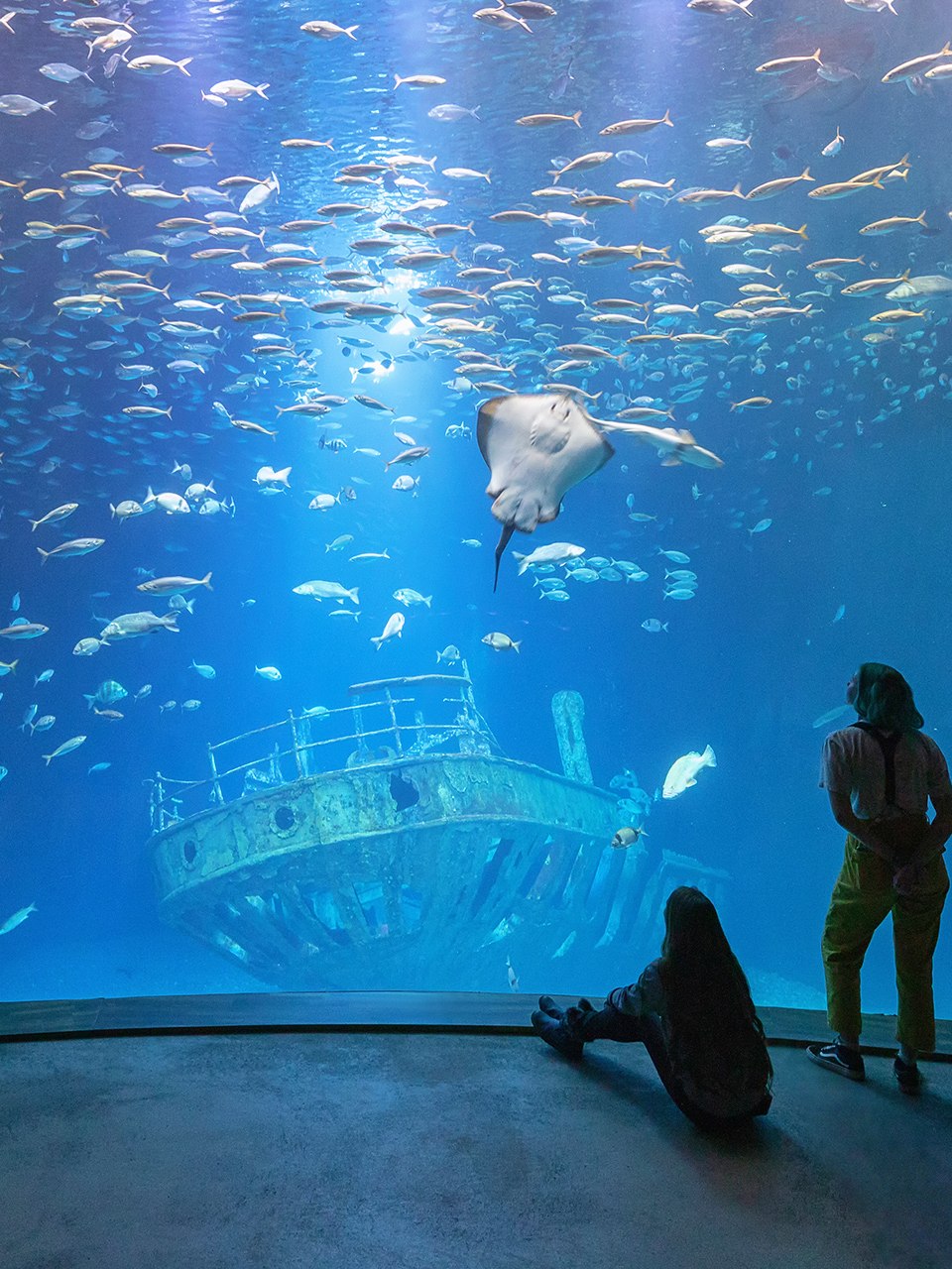 Im größten Aquarium „Offener Atlantik“ schwimmen Makrelenschwärme, Ammen- und Glatthaie sowie verschiedene Rochenarten über dem Nachbau eines elf Meter langen Schiffswracks.