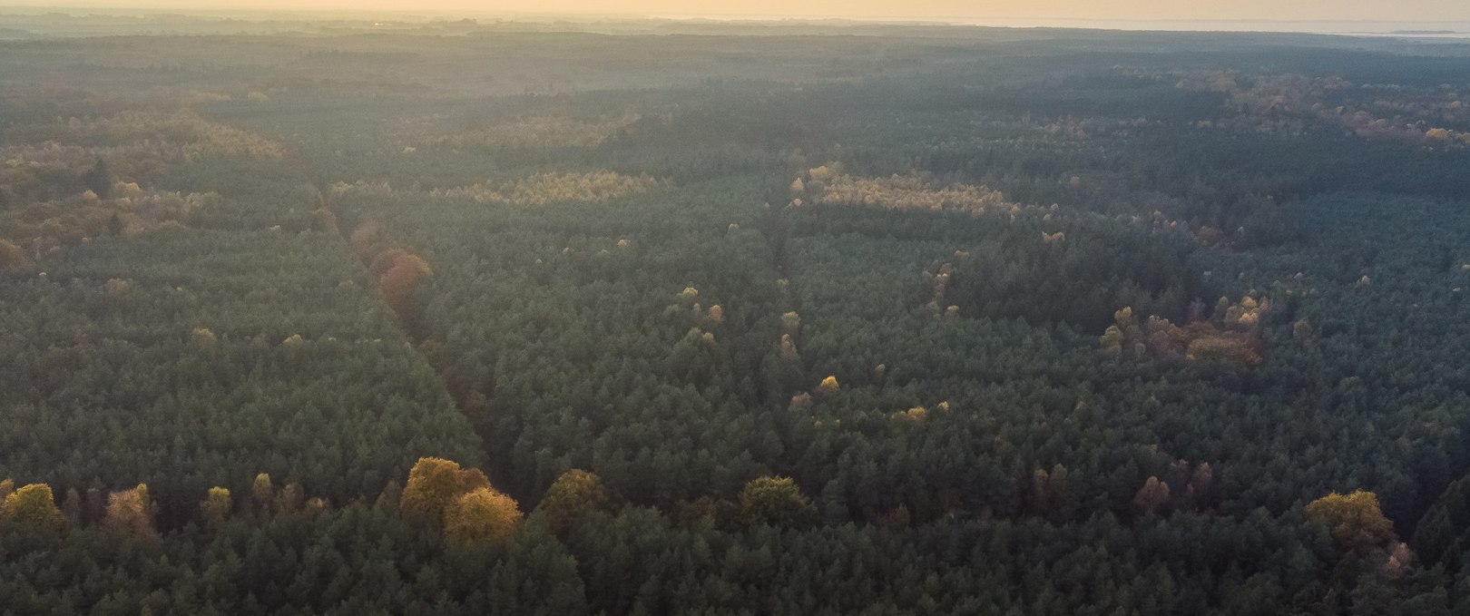 Barther Stadtforst, © Arndt Gläser