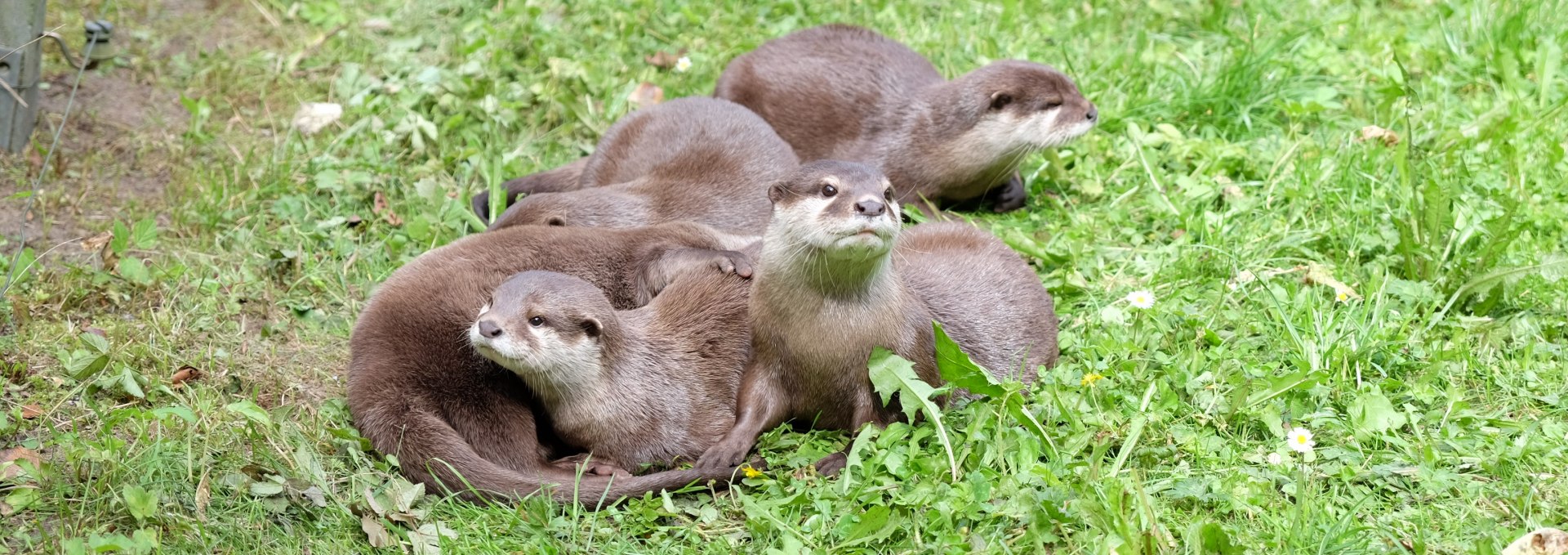 Die Zwergotter sind sehr verspielt und gehören zu den Lieblingen vieler Besucher., © Tierpark Wolgast