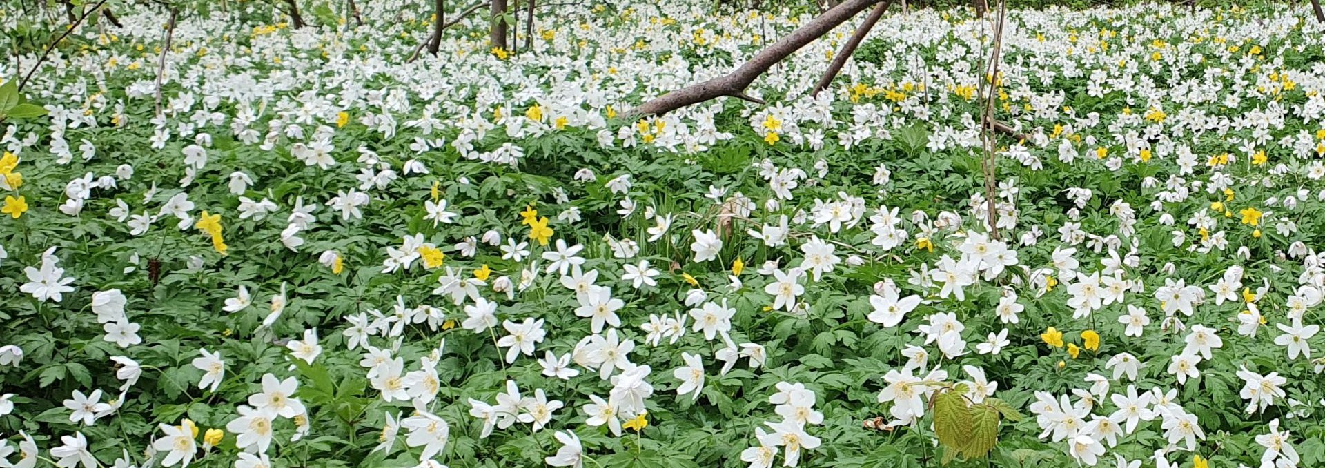 Fruehlingserwachen (c) Kurverwaltung Goehren, © Kurverwaltung Goehren