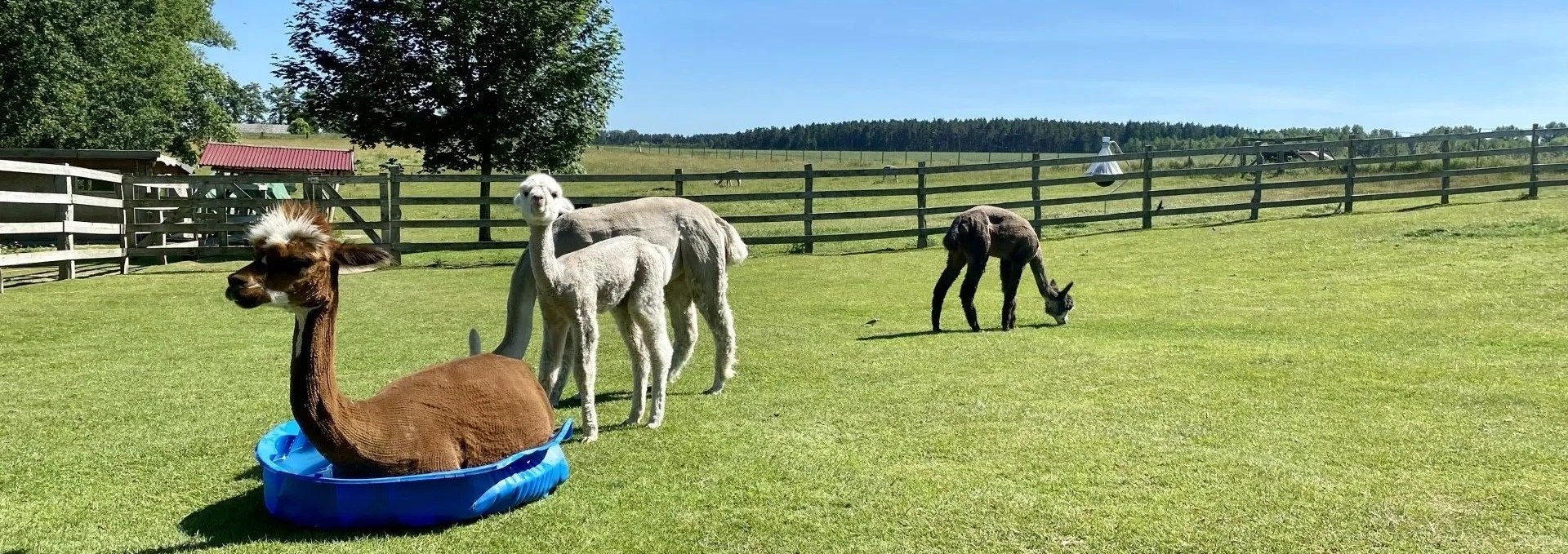 Trebeltal- Alpacas, © Anne Häusler