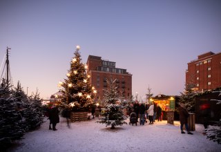 Sternenwald am Alten Hafen Wismar, © Christoph Meyer, paperheroes