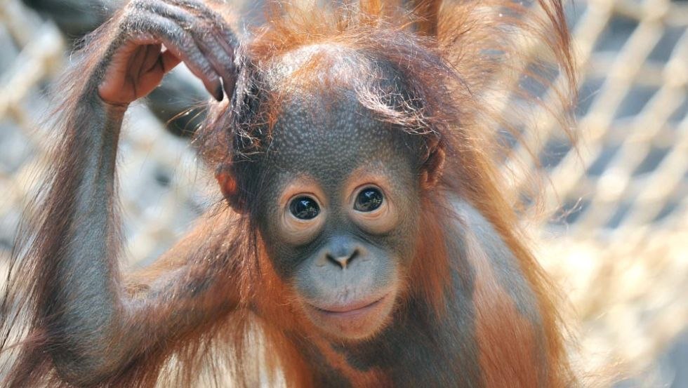 Orang-Utan Nachwuchs Surya im Zoo Rostock, © Zoo Rostock/Kloock