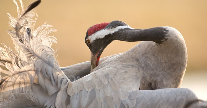 Grauer Kranich, © Knut Fischer