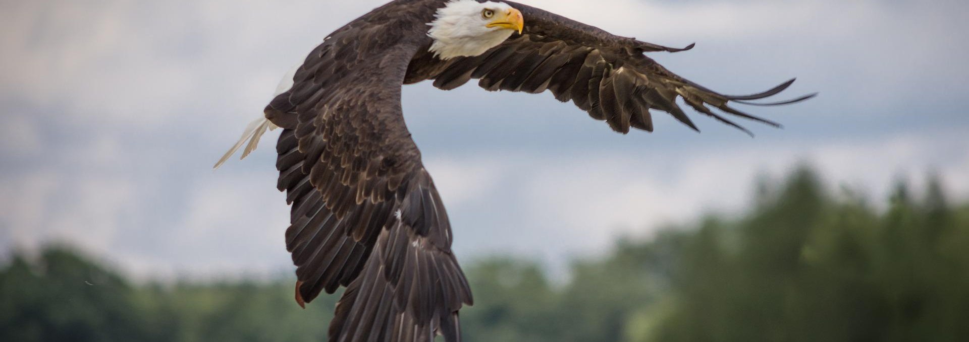 Naturfilm über Seeadler, © Sven Lachmann from Pixabay